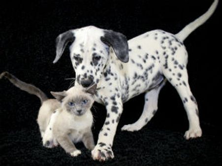 ನಾಯಿ ಹೊಟ್ಟೆಯಲ್ಲಿ ಬೆಕ್ಕು? ಕಲಿಗಾಲವಯ್ಯ ಕಲಿಗಾಲ