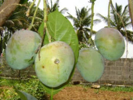 ಗುರು ಯಾವ ರೂಪದಲ್ಲಿ ಬರುತ್ತಾನೋ ಬಲ್ಲವನಾರು?