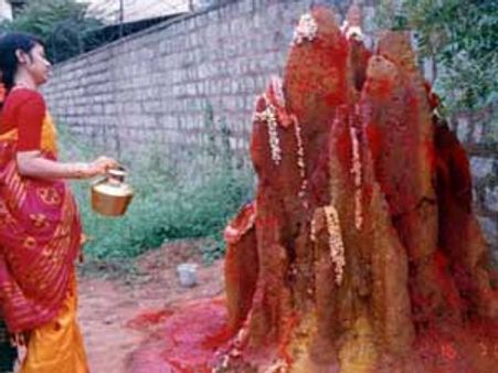 ಹಾವಿಗೆ ಹಾಲು ಎರೆಯುತ್ತೀರಾ? ಪ್ಲೀಸ್ ಗಮನಿಸಿ