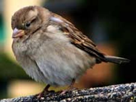 ಗುಬ್ಬಚ್ಚಿಯೇ ಇಲ್ಲದ ಬೆಂಗಳೂರಿನಂತಾದರೆ ಬದುಕು?