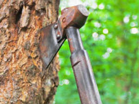 35,000 ಮರಗಳ ಮಾರಣಹೋಮಕ್ಕೆ ಕೊಡಲಿ ಸಿದ್ಧ