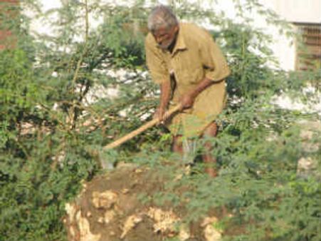 35,000 ಮರಗಳ ಜೀವ ಉಳಿಸಿದ ನ್ಯಾಯಪೀಠ