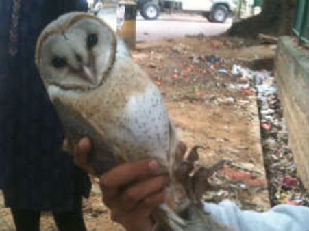 ಅಪಾಯದಲ್ಲಿದ್ದ ಉಲೂಕ ಕಾಪಾಡಿದ ಒನ್ಇಂಡಿಯಾ ಪತ್ರಕರ್ತ