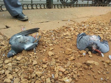 ಕಬ್ಬನ್ ಪಾರ್ಕಿನಲ್ಲಿ ಅಪಘಾತ, ಪಾರಿವಾಳ ಸಾವು