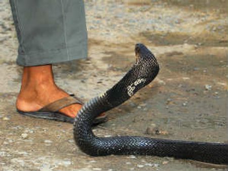 ದ್ವೇಷದಿಂದ ಹಾವು ಕಂಡಕಂಡವರಿಗೆ ಕಚ್ಚುತ್ತಿದೆಯಂತೆ!