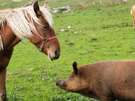 ನಿಮ್ಮ ಕಚೇರಿಯಲ್ಲೂ ಕುದುರೆ ಹಂದಿ ಇದಾವಾ?