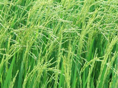 ಅಚ್ಚರಿ ಫಲಿತಾಂಶಕ್ಕೆ ಕಾದಿರುವ ಕೆ.ಆರ್. ನಗರ