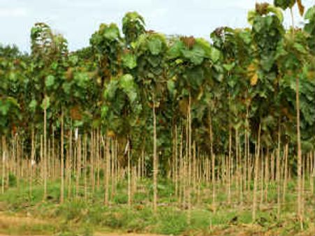 ಹುಣಸೂರು : ಬಿಜೆಪಿ, ಕೆಜೆಪಿಗೆ ಇಲ್ಲೇನು ಕೆಲಸ?