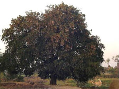 `ಎಂಎಲ್ಎ ಕಟ್ಟೆ`ಯ ಮೇಲೆ ಕುಂತವರಿಗೆ ಗೆಲುವು