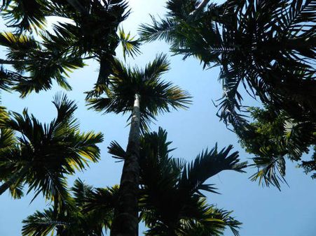 ಗುಟ್ಕಾ ನಿಷೇಧ : ಕಂಗು ನಂಬಿದವರ ಗತಿಯೇನು?