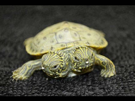 ಚಿತ್ರಗಳಲ್ಲಿ: ಈ ಸರೀಸೃಪ, ಎರಡು ತಲೆ ನಾಗರವಲ್ಲ