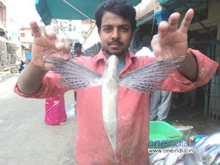 ರಸೆಲ್ ಮಾರ್ಕೆಟ್ ಹಿತ್ತಲಿನಲ್ಲಿದೆ ಮತ್ಸ್ಯಲೋಕ!