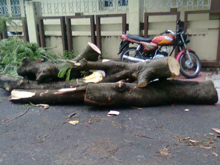 BBMP ಉಸ್ತುವಾರಿಯಲ್ಲಿ ಮರ ಕಡಿಸುವುದು ಹೇಗೆ?