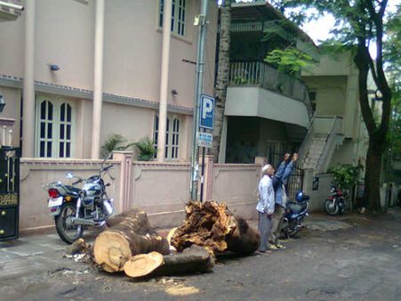 BBMP: ಮರ ಕಡೀತಿದ್ದಾರೆ, ಯಾರಿಗೆ ದೂರು ನೀಡಲಿ?