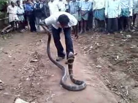 ಉರಗತಜ್ಞನಿಗೇ ಭೀತಿ ಹುಟ್ಟಿಸಿದ ಕಾಳಿಂಗ ಸರ್ಪ