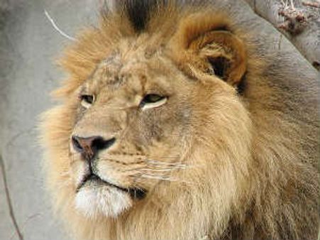 ಮೃಗಾಲಯದಲ್ಲಿ ಬೌ ಬೌ ಎಂದ ಸಿಂಹ!