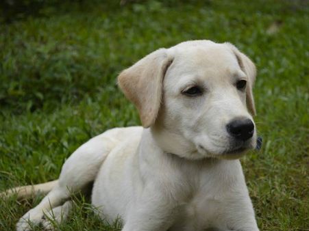 ನಾಯಿಮರಿಯು ಮತ್ತು ನೀರಿನ ಲಾರಿಯು