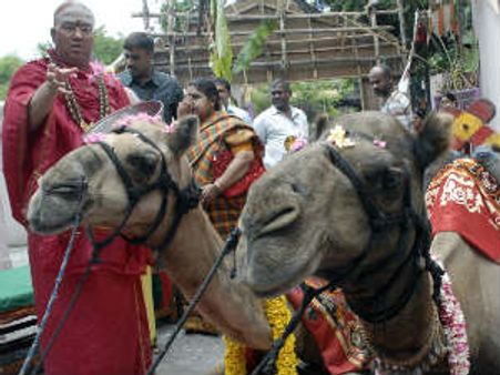 ರಾಜಸ್ಥಾನ : ಚುನಾವಣೆ ಕಾರ್ಯದಲ್ಲಿ ಒಂಟೆಗಳು ಬ್ಯುಸಿ
