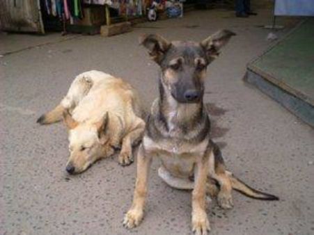 ಭೈರ, ಕೆಂಚಿ ಹುಡುಕಲು ಒಂದು ಲಕ್ಷ ಖರ್ಚು!