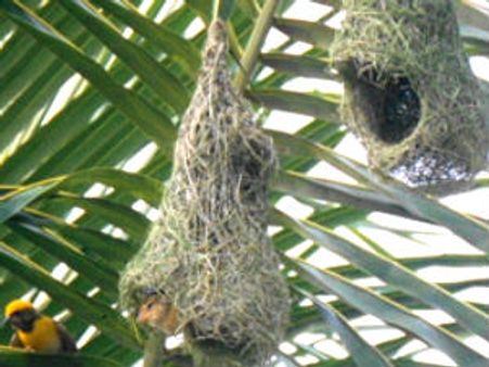 ಸಂತಾನಾಭಿವೃದ್ಧಿಗೆ ಹಾರಿ ಬಂದ ಪ್ರಣಯ ಪಕ್ಷಿಗಳು