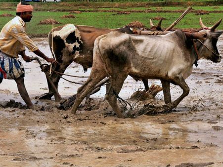 ಹಳ್ಳಿಕಡೆ ಒಂದು ಬಾರಿ ಪಿಕ್ನಿಕ್ಕಿಗೆ ಹೋಗಿಬನ್ನಿ