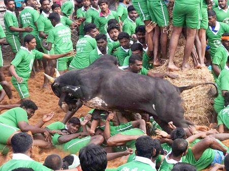 ಚಿತ್ರ ಸುದ್ದಿ: ರೋಮಾಂಚನಕಾರಿ ಜಲ್ಲಿಕಟ್ಟು ಆಡಿ ಪೆಟ್ಟು