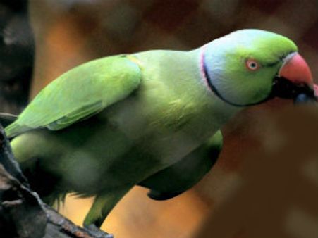 ಹಂತಕರ ಹೆಸರು ಉಲಿದು ಪ್ರಕರಣ ಬೇಧಿಸಿದ ಗಿಳಿರಾಯ