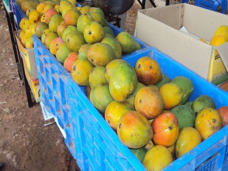 ಮಾವು ಬೇಕೆ? ಲಾಲ್‌‌ಬಾಗ್‌ಗೆ ಭೇಟಿ ನೀಡಿ