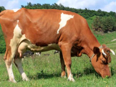 ಪುಣ್ಯಕೋಟಿ ಹಾಡು : ಒಂದು ಹೊಸ ನೋಟ!