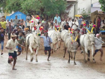 ಬಳ್ಳಾರಿ : ಕಂಪ್ಲಿಯಲ್ಲಿ ಕಾರಹುಣ್ಣಿಮೆ ಹಬ್ಬದ ಸಂಭ್ರಮ