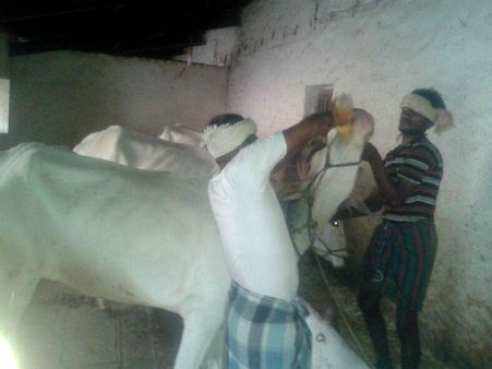 ಕಾರಹುಣ್ಣಿಮೆ: ಎತ್ತುಗಳಿಗೆ ಇದೇನು ಮಾಡ್ತಿದ್ದಾರೆ ನೋಡಿ!