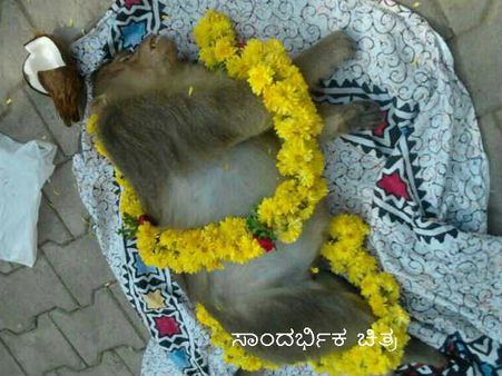 ಮಧುಗಿರಿಯಲ್ಲಿ ವಿಷ ಉಣಿಸಿ ಕೋತಿಗಳ ಹತ್ಯೆ