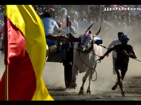 ಕುದುರೆಯ ವೇಗ ಮೀರಿಸಿದ ಮುಧೋಳದ ಎತ್ತುಗಳು