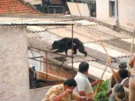 ತುಮಕೂರು: ಕರಡಿ ದಾಳಿಗೆ ಬಲಿಯಾದ ರೈತ