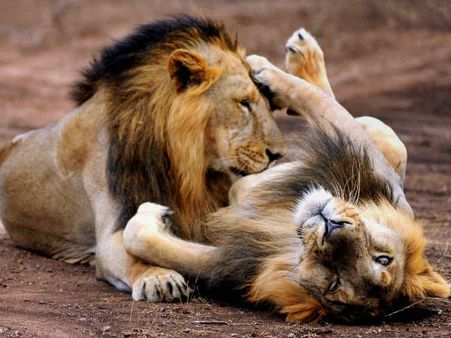 ವೈಲ್ಡ್ ಲೈಫ್ ಭಾಷಣಾ ಮತ್ತು ವೈಲ್ಡ್ ವೈಫ್ ರಕ್ಷಣಾ!