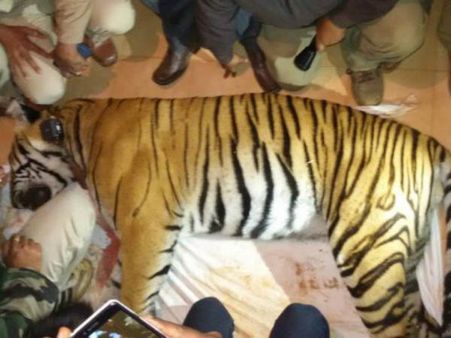 ಖಾನಾಪುರದಲ್ಲಿ ಹುಲಿ ಬಿಟ್ಟ ಪ್ರಕರಣದ ತನಿಖೆ ಇಲ್ಲ