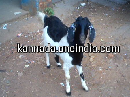 ಮಂಗಳೂರು: ಸಾಕು ಪ್ರಾಣಿಯನ್ನು ಬಿಡದ ಕಾಮಾಂಧರು!