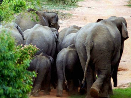 ಪೇಟಾದಿಂದ ಬನ್ನೇರುಘಟ್ಟದಲ್ಲಿ ಶೀಘ್ರ ಆನೆಗಳ ಅಭಯಾರಣ್ಯ
