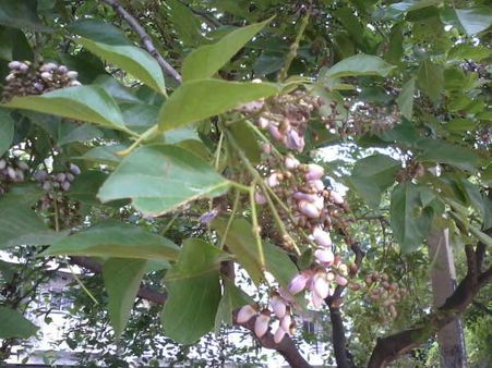 ಮನ್ಮಥನ ಸ್ವಾಗತಿಸಲು ಕೆಕೆಎನ್‌ಸಿಯಲ್ಲಿ ಭರದ ಸಿದ್ಧತೆ
