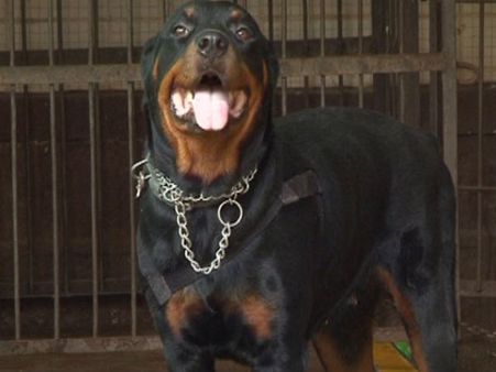 'ಅಮ್ಮಾ' ಎಂದು ಬೊಗಳುವ ನಾಯಿಯನ್ನು ಬಲ್ಲಿರಾ?