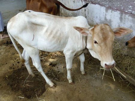 ಪತ್ರ : ಗಟ್ಟಿಮುಟ್ಟಾದ ತರ್ಕವಿಲ್ಲದ ಬಾಲಿಶ ವಿಚಾರಧಾರೆ