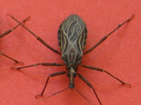 ಮನುಕುಲಕ್ಕೆ ಮಾರಕ ಮಹಾಮಾರಿ 'ಕಿಸ್ಸಿಂಗ್ ಬಗ್'