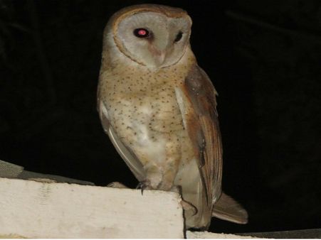 ಬಿಳಿ ಗೂಬೆ ಸಾಕಿದ್ರೆ ನಿಮ್ಮ ಬದುಕು ಬಂಗಾರವಾಗುತ್ತಂತೆ!