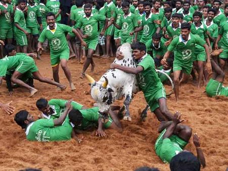 ಜಲ್ಲಿಕಟ್ಟು ,ಅಪಾಯಕಾರಿ ರೋಮಾಂಚನಕಾರಿ : ಟ್ವೀಟ್ಸ್