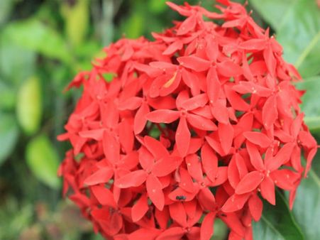 ಮನೆ ಸೊಬಗು ಹೆಚ್ಚಿಸುವ ‘ಇಕ್ಸೋರ' ಶಿವನ ಇಷ್ಟ ಪುಷ್ಪ