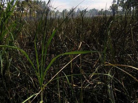 8 ಎಕರೆ ಕಬ್ಬಿನ ಗದ್ದೆಗೆ ಬೆಂಕಿ, ರೈತನಿಗೆ ಸಂಕಷ್ಟ