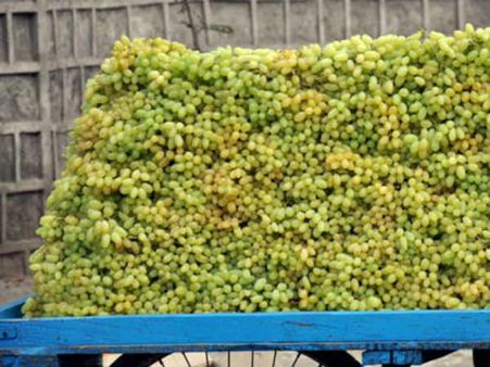 ಬುಧವಾರದಿಂದ ಲಾಲ್ ಬಾಗ್ ನಲ್ಲಿ ತಾಜಾ ಹಣ್ಣಿನ ಮೇಳ