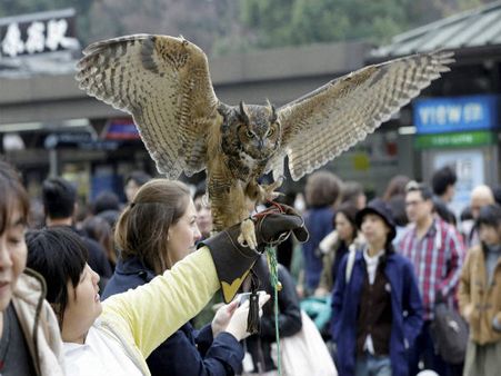 ಹೈದ್ರಾಬಾದಿನಲ್ಲಿ ಅಮೃತಾನಂದಮಯಿ, ಗೂಬೆ ಹಿಡಿದ ಹುಡುಗ