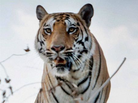 ನಾಗರಹೊಳೆ ಅಭಯಾರಣ್ಯದಲ್ಲಿವೆ 72 ಹುಲಿಗಳು