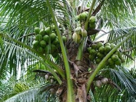 ಮೈಸೂರು: ಹೆಂಡ್ತಿ ಕಾಟ ತಡೆಯಲಾರದೆ ಮರವೇರಿದ ಅಂಬಿ ಅಭಿಮಾನಿ